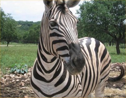 zebra1.jpg